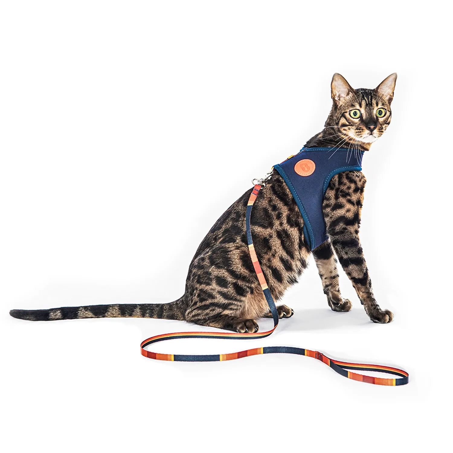 Peitoral e Guia Cat Neoprene Sunny Tchucoo